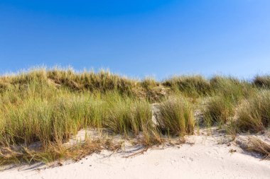 Plaj ve dunes beachgrass ile