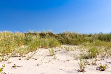 Plaj ve dunes beachgrass ile