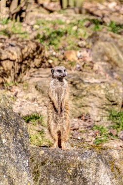 Meerkat bir kayaya çevresinde izliyor