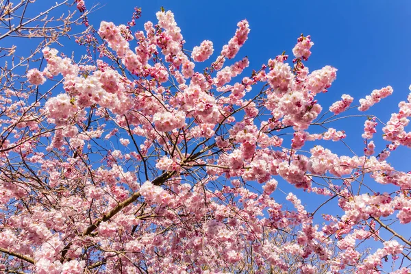 Tam bloom kiraz çiçeği ağaçların ilkbahar — Stok fotoğraf