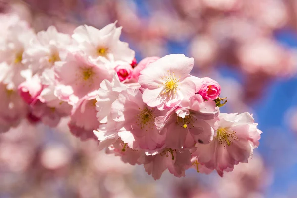 Tam bloom kiraz çiçeği ağaçların ilkbahar — Stok fotoğraf