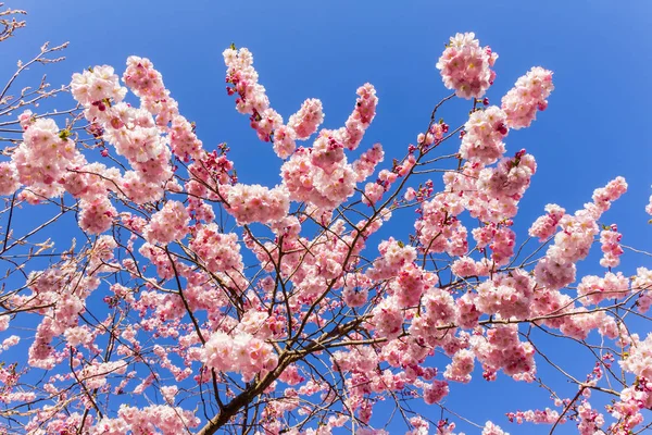 Tam bloom kiraz çiçeği ağaçların ilkbahar — Stok fotoğraf