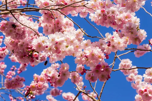 Tam bloom kiraz çiçeği ağaçların ilkbahar — Stok fotoğraf