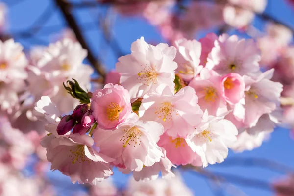 Tam bloom kiraz çiçeği ağaçların ilkbahar — Stok fotoğraf