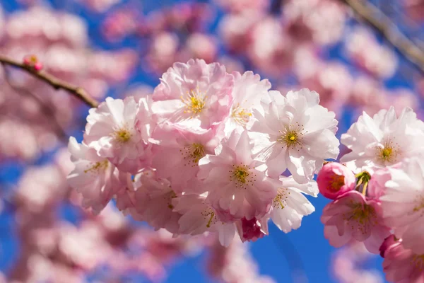 Tam bloom kiraz çiçeği ağaçların ilkbahar — Stok fotoğraf
