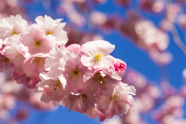 Tam bloom kiraz çiçeği ağaçların ilkbahar — Stok fotoğraf