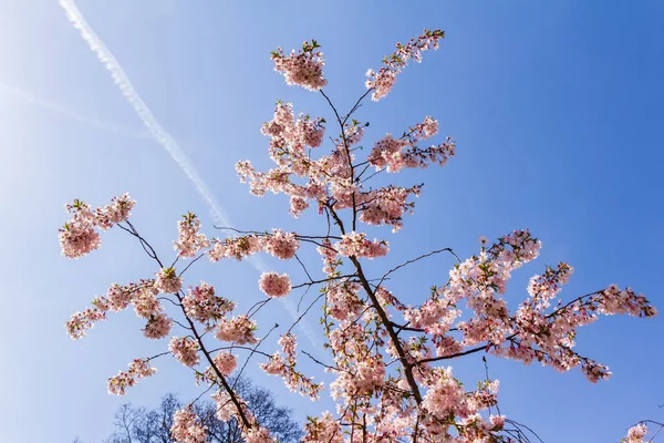 Tam bloom kiraz çiçeği ağaçların ilkbahar — Stok fotoğraf