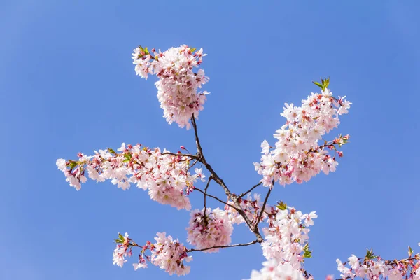 Tam bloom kiraz çiçeği ağaçların ilkbahar — Stok fotoğraf