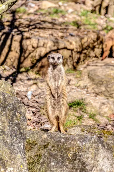 Meerkat está mirando alrededor de una roca — Foto de Stock