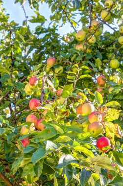Elma meyve ağacına