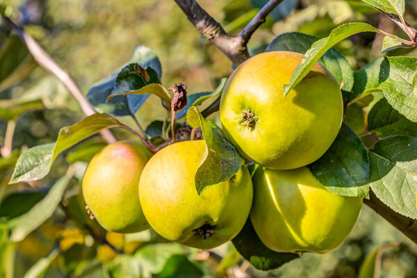 Apple fruits in a tree
