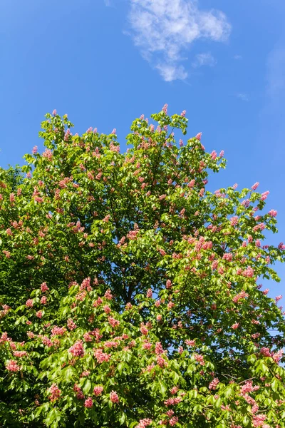 Kırmızı Atkestanesi tam Bloom — Stok fotoğraf