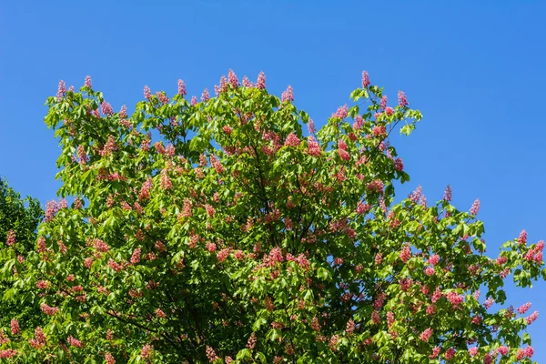 Kırmızı Atkestanesi tam Bloom — Stok fotoğraf