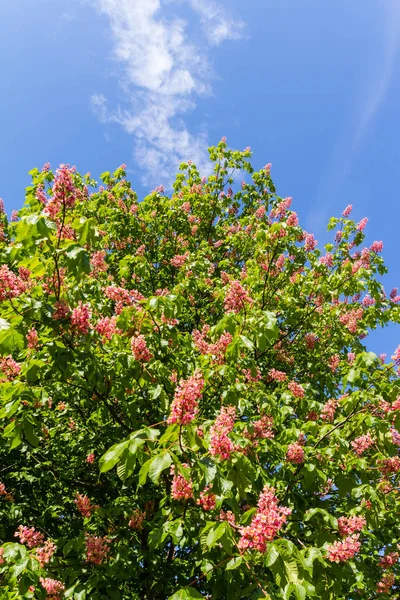 Castanha-cavalo vermelha em plena floração Imagem De Stock