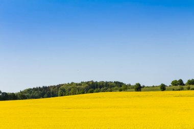 Bahar çiçeği yağlı tohum tecavüz alanında