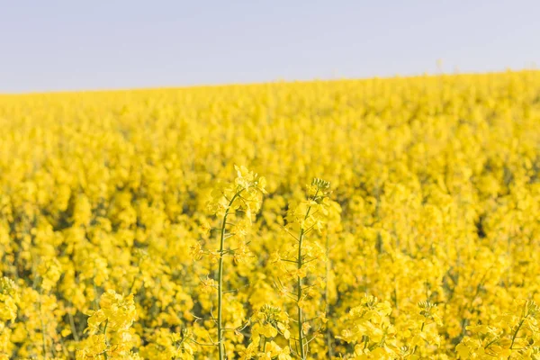 Blossom olajos repce mező tavasszal — Stock Fotó