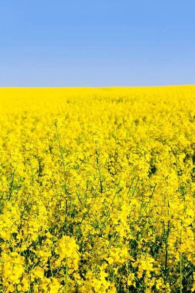 Champ de colza oléagineux en fleur au printemps — Photo