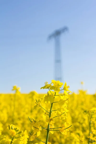 Pole rzepaku oleistego żółty z pylon w tle — Zdjęcie stockowe