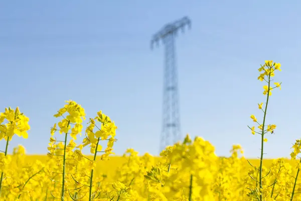 Pole rzepaku oleistego żółty z pylon w tle — Zdjęcie stockowe