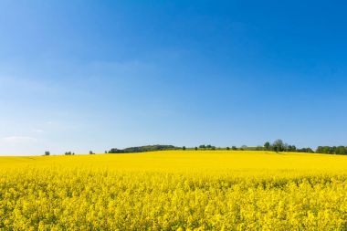 Bahar çiçeği yağlı tohum tecavüz alanında