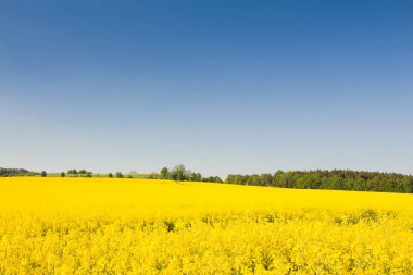 Sarı yağ çekirdeği tecavüz sahası