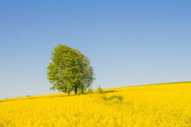 Sarı yağ çekirdeği tecavüz sahası