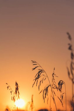Arkadan aydınlatmalı güneşte