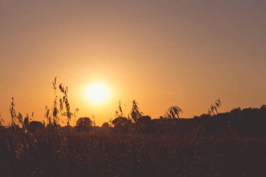 Arkadan aydınlatmalı güneşte