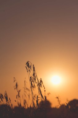 Arkadan aydınlatmalı güneşte