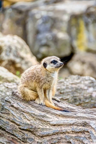 Meerkat na savana — Fotografia de Stock