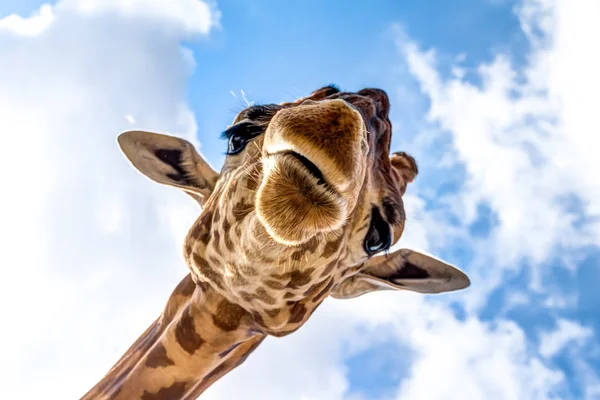 Close-up de uma cabeça de girafa — Fotografia de Stock