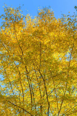 Sonbahar orman manzarası