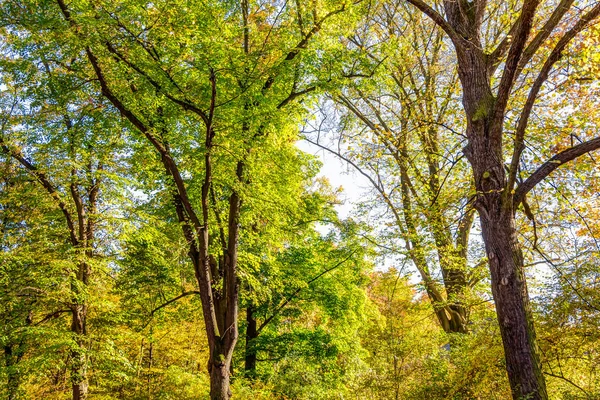 Kolorowe autumn drzewa — Zdjęcie stockowe