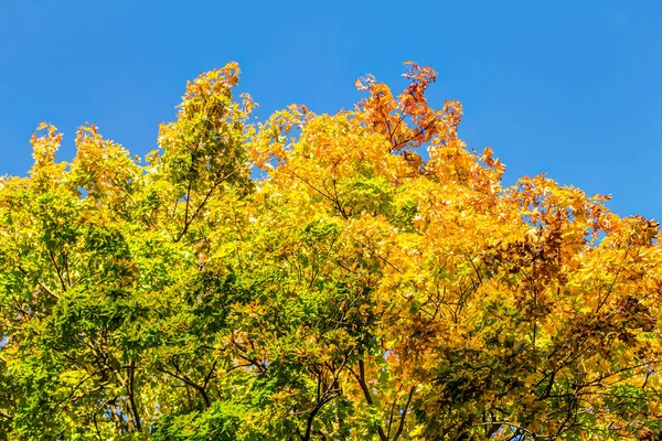 Arbres d'automne colorés — Photo