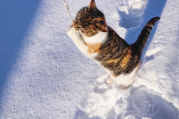 Кошачья молитва зимой. Felis catus, стоящий в снегу и совершающий молитву. Лайза восхищается своими богами. Котенок упорно соревнуется со мной за белую нить — стоковое фото