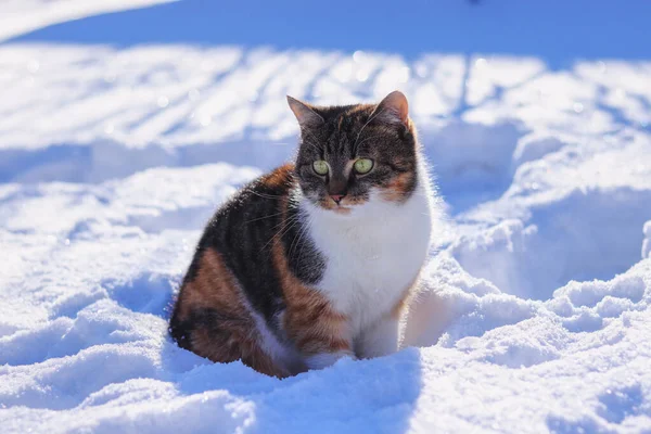 Sad domestic cat sitting alone in snow. Felis catus waiting on her owner. Unhappy kitten sitting in trail in winter garden. Colourful cat with green eyes