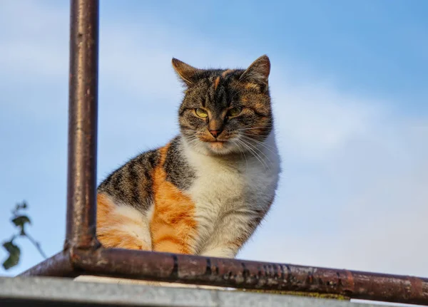 Wściekła twarz kota z zielonymi oczami siedzi na drewnianej i stalowej desce i ogląda wydarzenia w ogrodzie. Król dżungli na niebie. Pojęcie relacji między kotem a człowiekiem — Zdjęcie stockowe