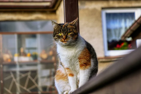 Zaskoczony kot obserwuje człowieka, co robi. Kolorowy tłusty kot siedzi na drewnianym parapecie i dziwnie na mnie patrzy. Głowa zwierzęcia z zielonymi oczami. Pojęcie relacji między kotem a człowiekiem — Zdjęcie stockowe