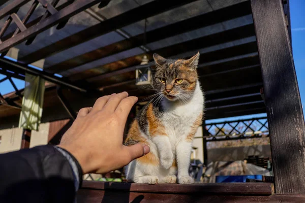 O predador está a atacar a mão humana. Ofensiva brutal de gato domesticado ao ar livre em pérgula. Jogos entre pessoa e gatinho. Conceito de brincar com o gato na vida e na morte — Fotografia de Stock