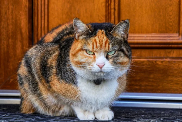 Wściekły felis catus domesticus siedzi przed drzwiami wejściowymi. Jest wściekła, bo właściciel pozwolił jej czekać na zewnątrz. Pojęcie udomowionych zwierząt domowych i ludzi — Zdjęcie stockowe