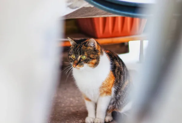 Ciekawy kolorowy kotek siedzi pod biurkiem i ogląda jakieś akcje w swoim ogrodzie. Młody pyta felis catus domesticus. Koncepcja czasów grudniowych i zimowych. Zwierzęta z zielonymi oczami — Zdjęcie stockowe
