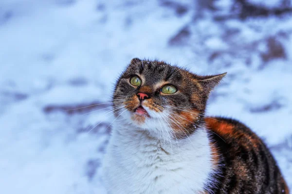 Förtrollat ansikte med gröna ögon. Skygg katt i full show på vintern. Felis catus domesticus tigger om intresse eller mat. Begreppet relation mellan katt och människa — Stockfoto