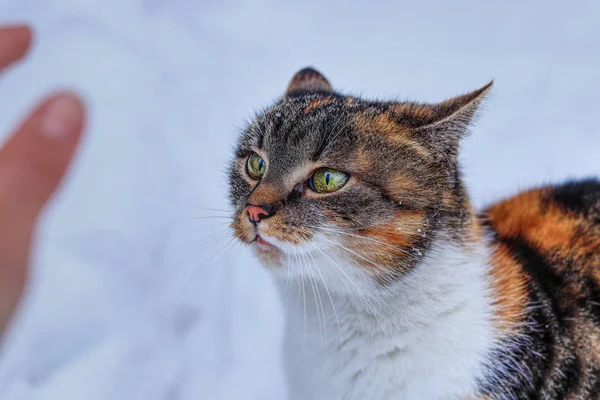 Kolorowy udomowiony kot szykuje się do ataku na moją rękę. Felis catus domesticus z pięknymi, błyszczącymi, zielonymi oczami i narysowanymi uszami. Pojęcie relacji między kotem a człowiekiem — Zdjęcie stockowe