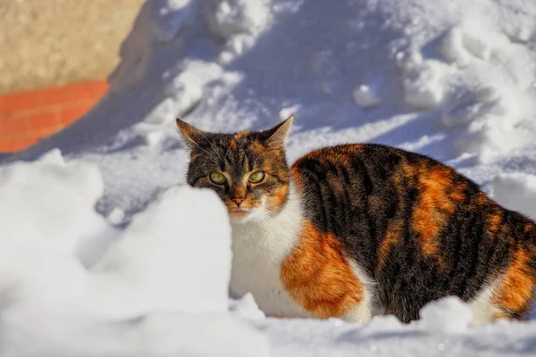 在冬季,危险的掠食者在雪墙后面行走. 头戴绿色眼睛的小猫在雪地里奔跑玩耍. 冷血、精神杀手和其他人的概念 — 图库照片