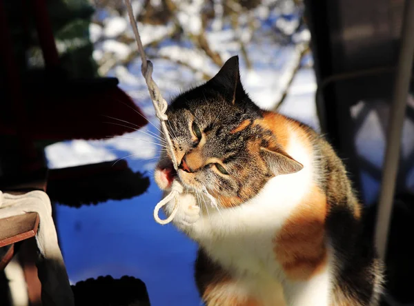 Le chaton domestiqué mord une longue ficelle en hiver. Felis catus domesticus avec les yeux verts jouant avec la corde blanche. Concept de relation entre chat et humain — Photo