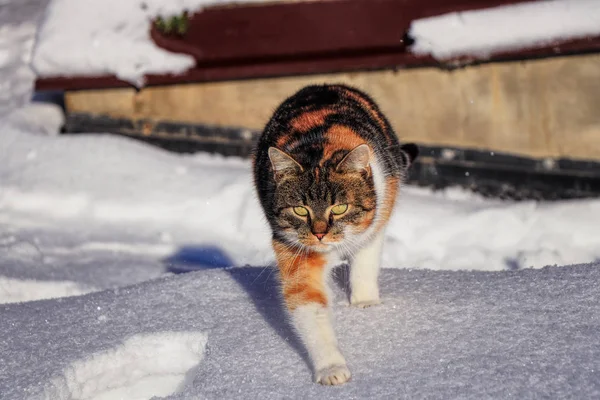 Kriechende Hauskatze auf ihrer Beute. felis catus domesticus wandert im Schneegarten. farbiges Kätzchen beim Spielen im Schnee. Konzept der Beziehung zwischen Haustieren und ihren eigenen — Stockfoto