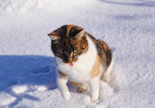 Domestizierte Katze spielt und läuft im Winter im Schnee. Strahlendes Katzengesicht mit offenem Maul. Zunge raus. felis catus domesticus erfreut sich an Spielen im Wintergarten. Konzept der Beziehung und lov — Stockfoto