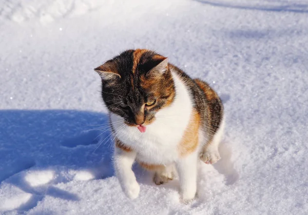 Tämjd katt leker och springer i snö på vintern. Strålande kattansikte med öppen mun. Ut med tungan. Felis catus domesticus njuta av spel i vinterträdgården. Begreppet relation och lov — Stockfoto