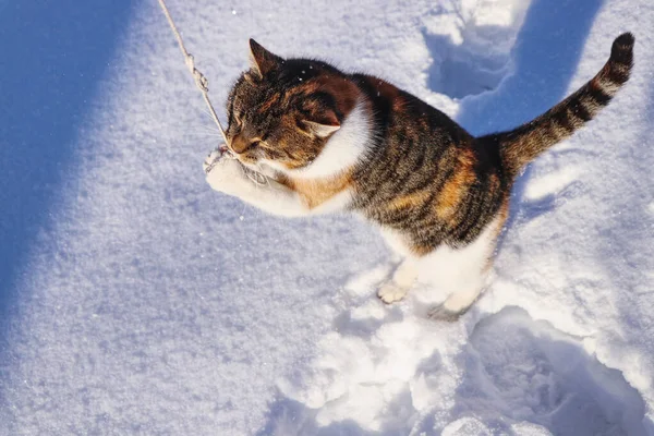 Stort hopp på snöret. Attack på liten linje från tamkatt. Felis catus domesticus leker med snöre i vinterträdgården. Hon försöker fånga och bita. Begreppet kärlek, relation, spel — Stockfoto