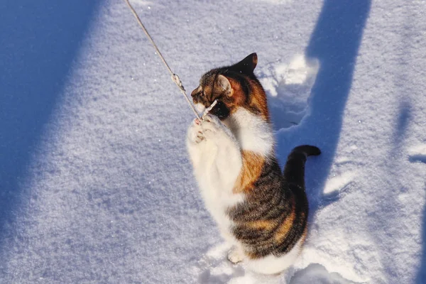 Cute domestic cat stands on back legs and with fron paws holds string and watchs something in the garden. Playing with the cat in snow. Concept of domestic pets and winter holidays — 스톡 사진
